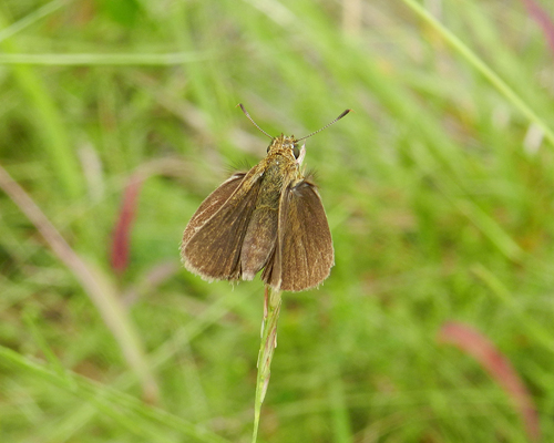 Swarthy Skipper