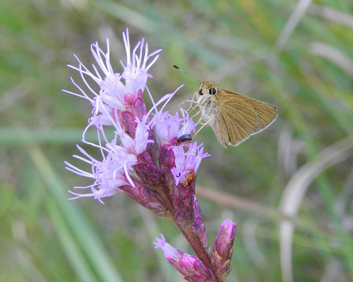 Swarthy Skipper