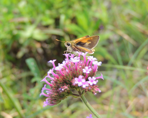 Tawny-edged Skipper