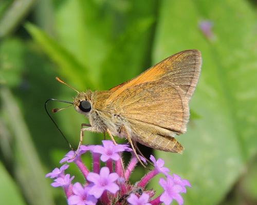 Tawny-edged Skipper