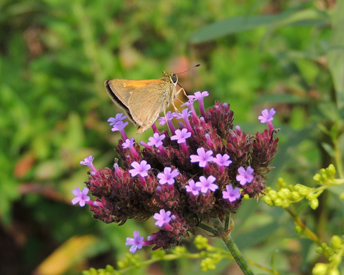 Tawny-edged Skipper