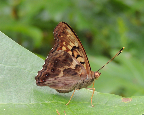 Tawny Emperor