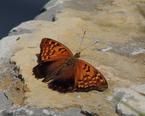 Tawny Emperor