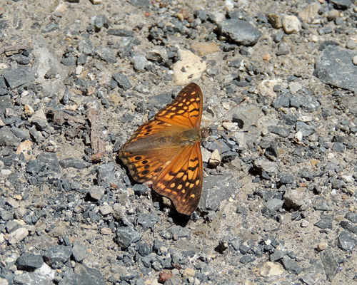 Tawny Emperor