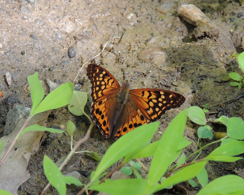 Tawny Emperor