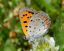 American Copper