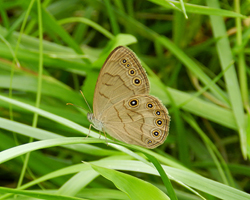 Appalachian Brown