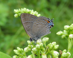 Banded Hairstreak