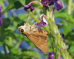 Brazilian Skipper