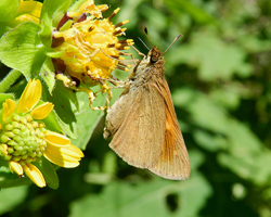 Broad-winged Skipper