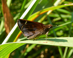 Clouded Skipper