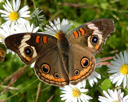 Common Buckeye