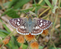 Common Checkered Skipper