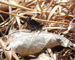 Common Roadside Skipper