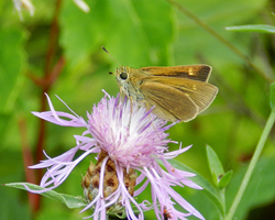 Crossline Skipper