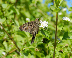 Dorantes Long-tailed Skipper