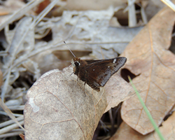 Dusted Skipper