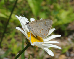 Early Hairstreak