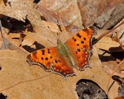 Eastern Comma