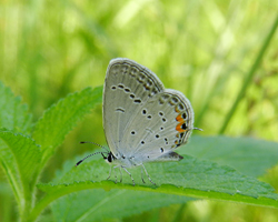 Eastern Tailed-Blue