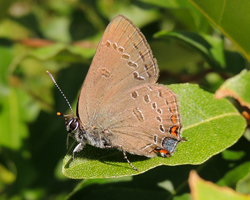 Edwards Hairstreak
