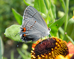 Gray Hairstreak