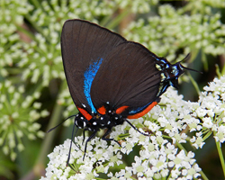 Great Purple Hairstreak