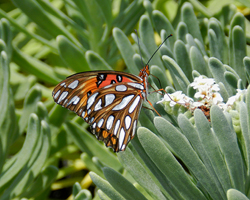Gulf Fritillary