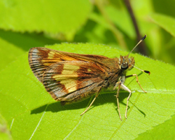 Hobomok Skipper