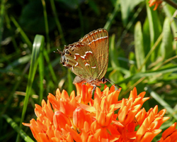 Juniper Hairstreak