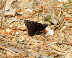 Juvenal's Duskywing