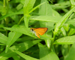 Least Skipper
