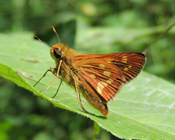 Leonard's Skipper