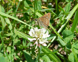 Little Glassywing