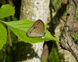 Little Wood Satyr