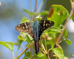 Long-tailed Skipper