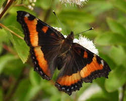 Milbert's Tortoiseshell