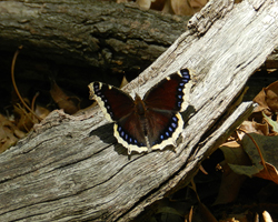 Mourning Cloak