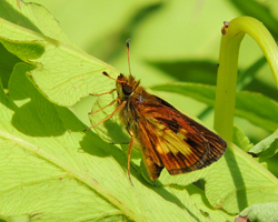 Mulberry Wing