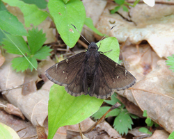 Northern Cloudywing