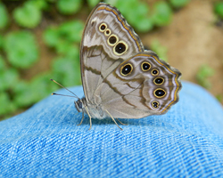 Northern Pearly-Eye