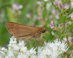 Ocola Skipper