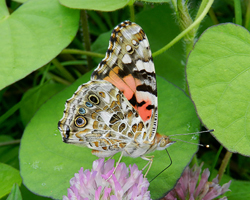 Painted Lady