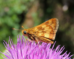 Peck's Skipper