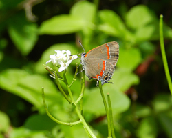 Red-Banded Hairstreak