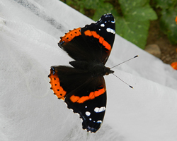 Red Admiral