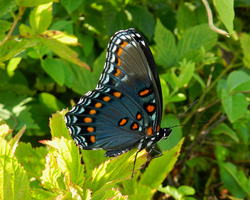 Red-Spotted Purple