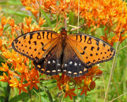 Regal Fritillary