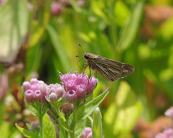 Salt Marsh Skipper