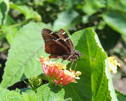 Southern Cloudywing